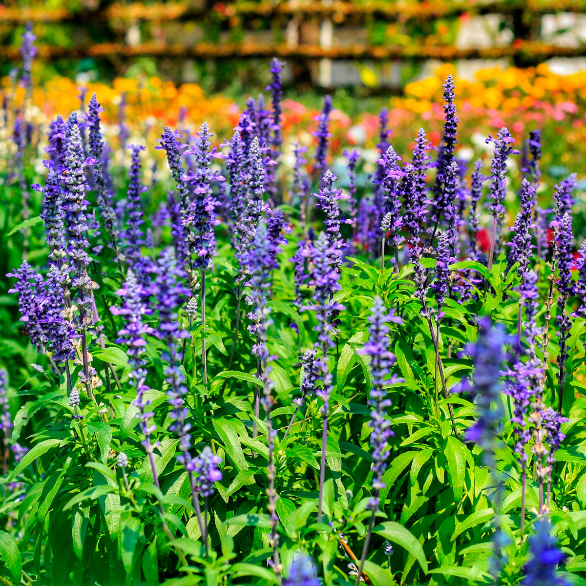 Salvia farinacea - Sauge farineuse - Fleurs pour terrasses et balcons