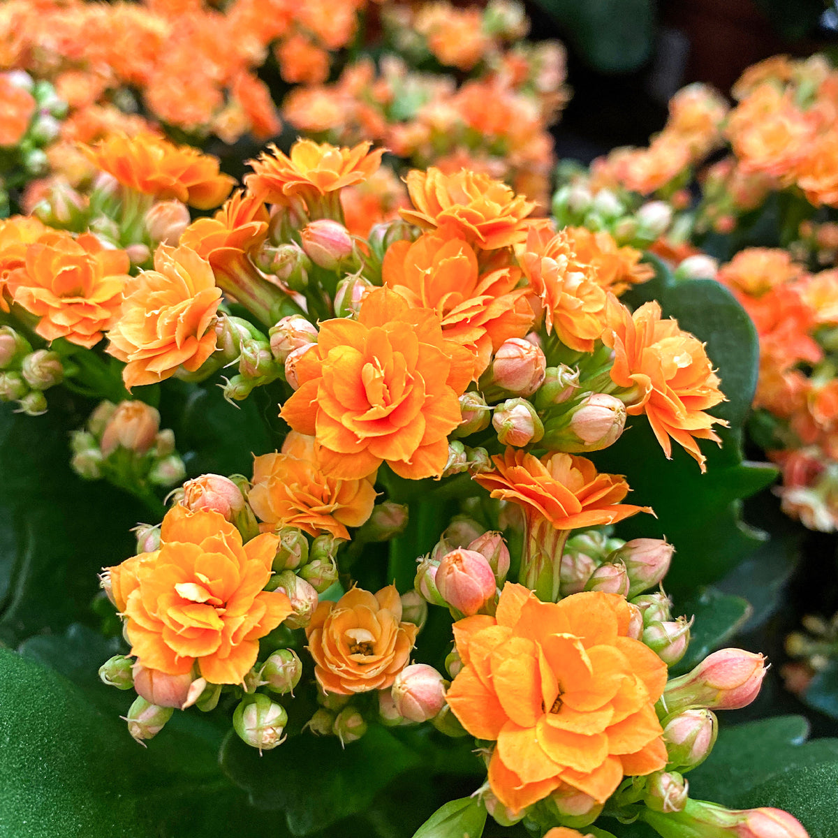 Kalanchoe orange - Bakker