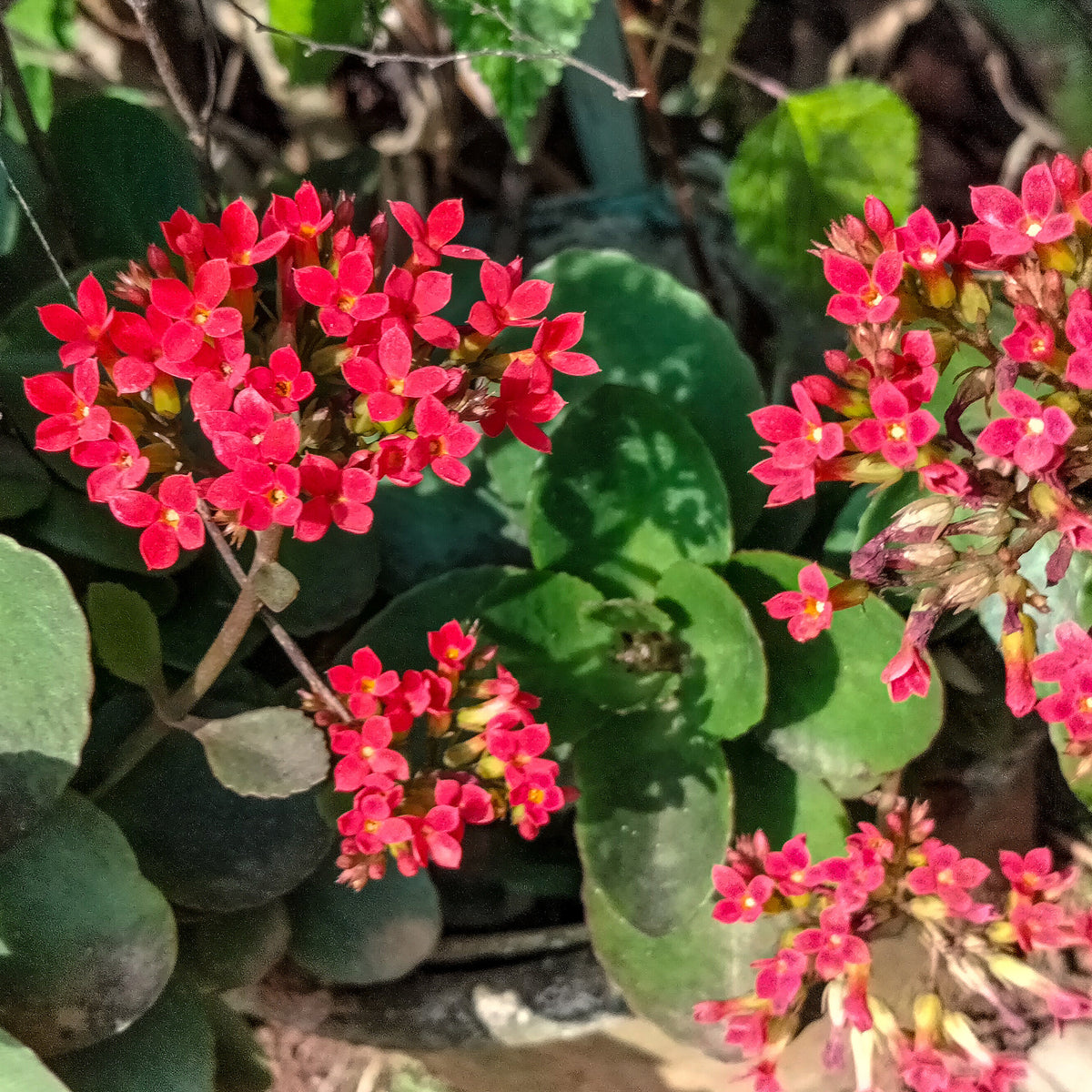 Kalanchoe rouge - Bakker