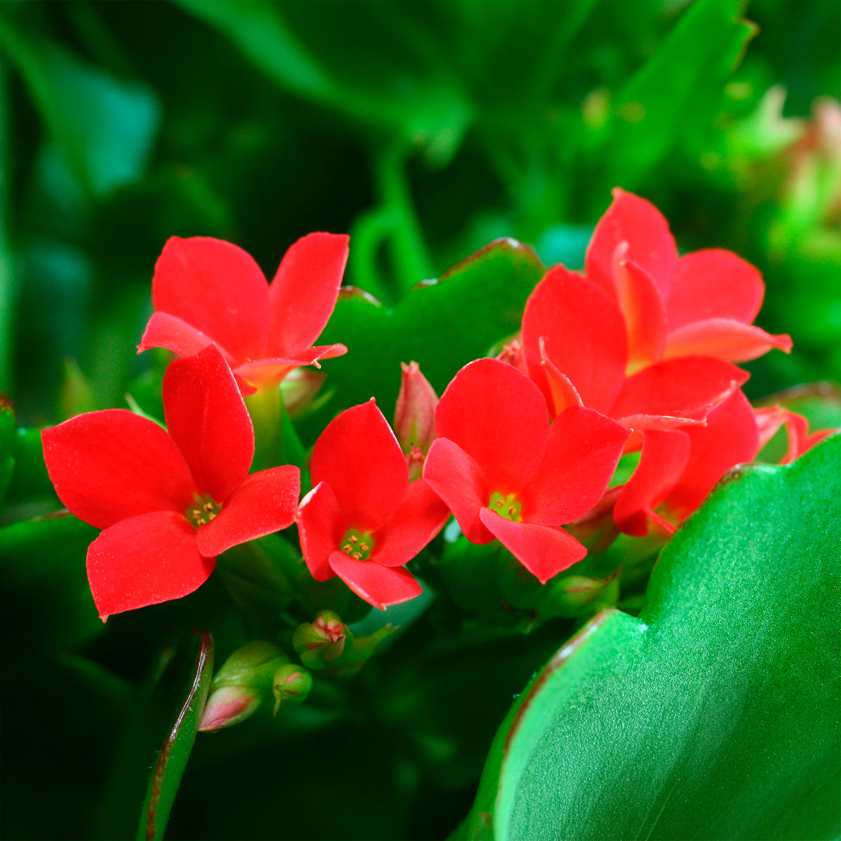Kalanchoe rouge - Kalanchoe blossfeldiana - Bakker