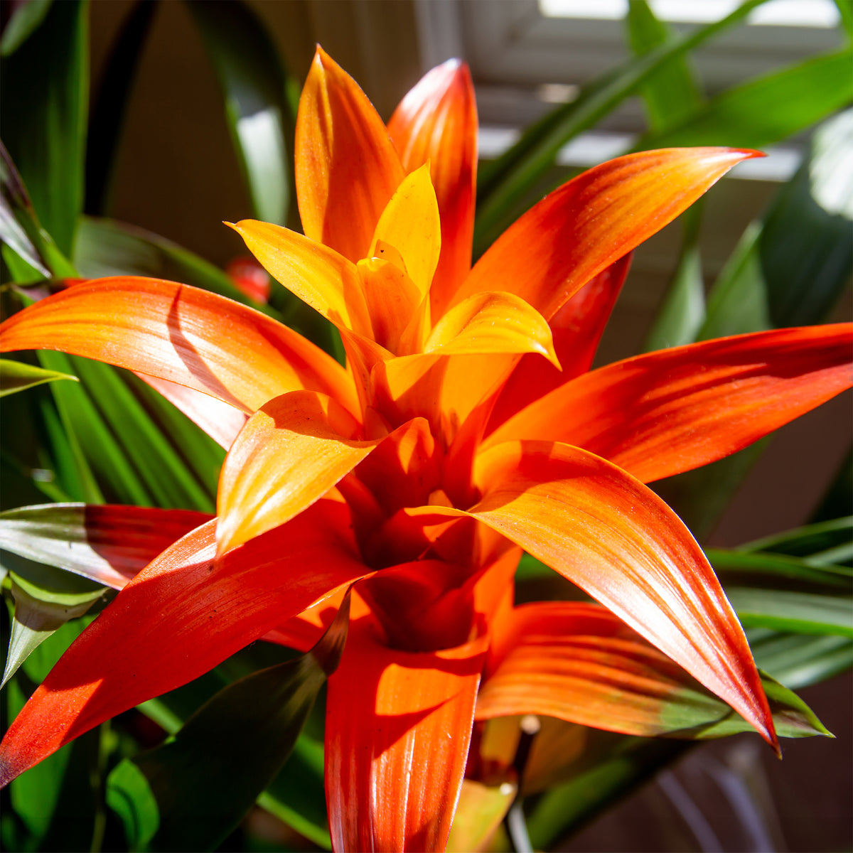 Bromeliaceae - Bromelia orange - Fleurs pour terrasses et balcons