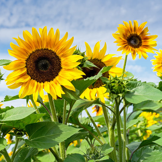 Tournesol - Bakker