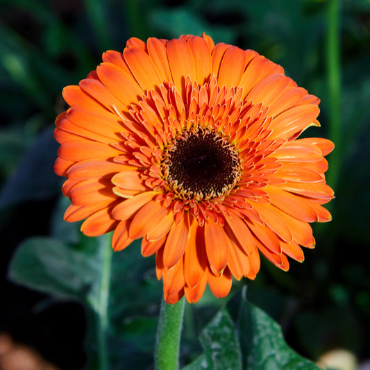 Gerbera orange - Bakker