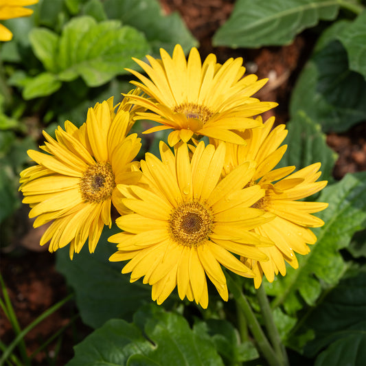 Gerbera jaune - Bakker
