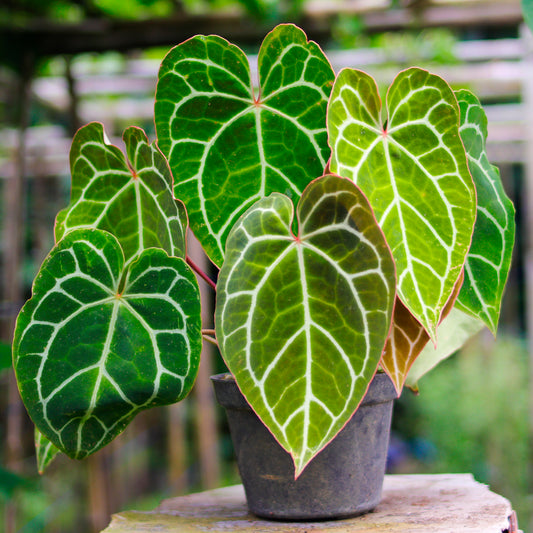 Anthurium Crystallinum