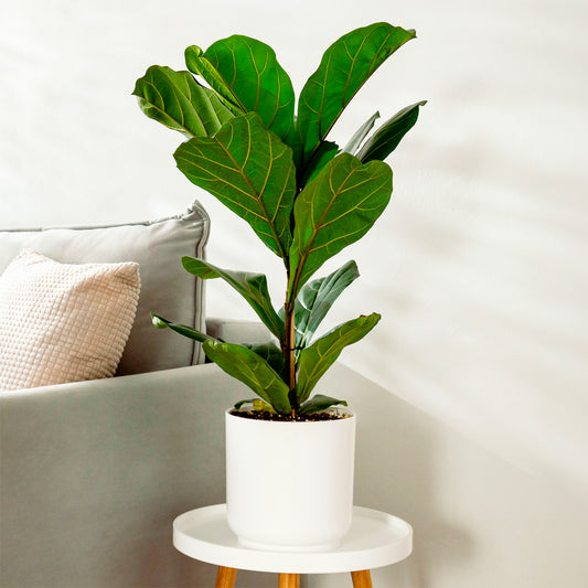 Ficus Lyrata - Bakker
