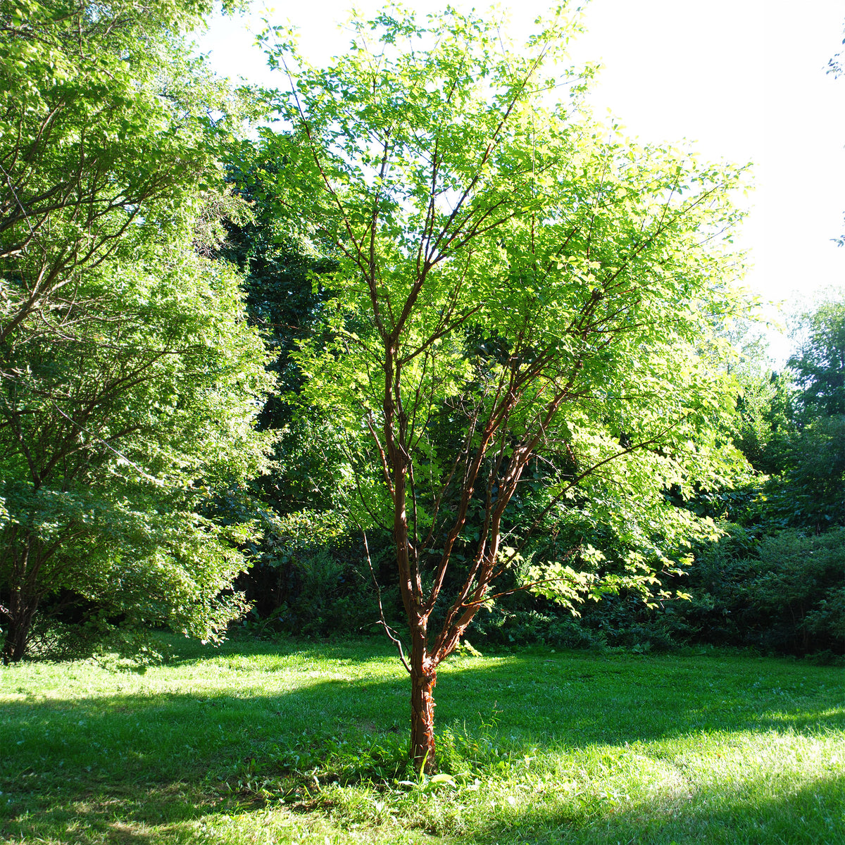 Acer griseum - Érable à écorce de papier - Érable