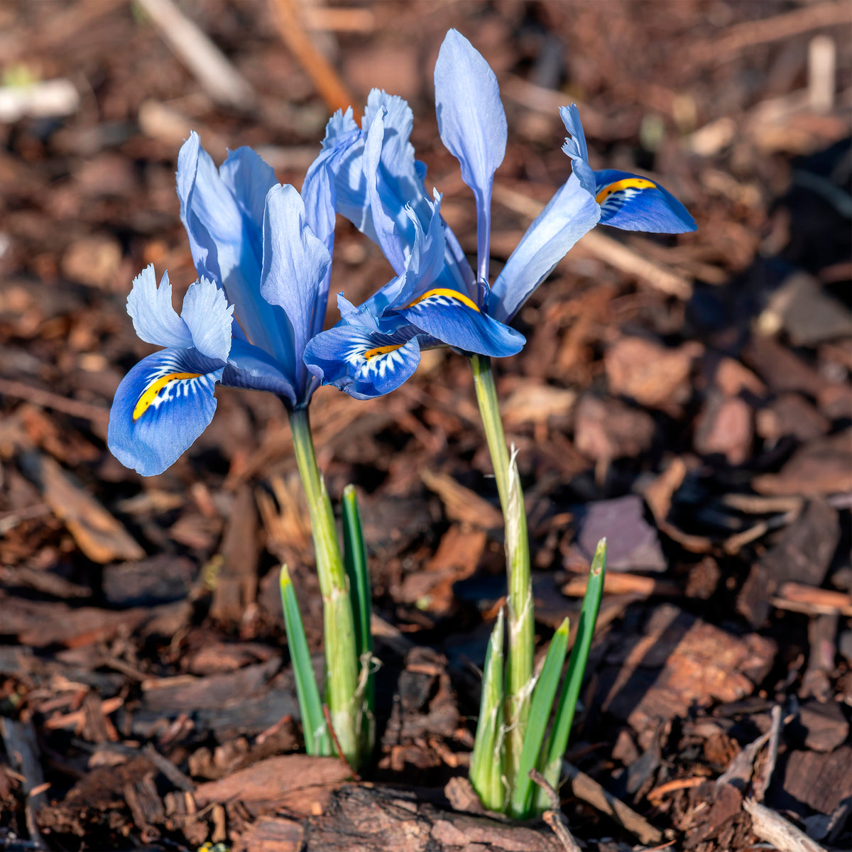 50 bulbes mellifères jaunes et mauves - Crocus Firefly, Romance, Iris Alida, Narcissus Tête à tête - Bakker