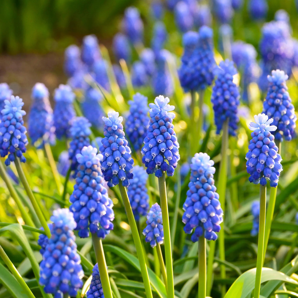 Crocus Flower Record, Muscari ameniacum, Iris Purple Hill, Hyacinth Woodstock, Scilla siberica alba - 50 bulbes mellifères mauves et blancs - Mélange de bulbes