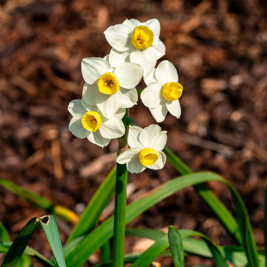 Narcisse Avalanche - Bakker