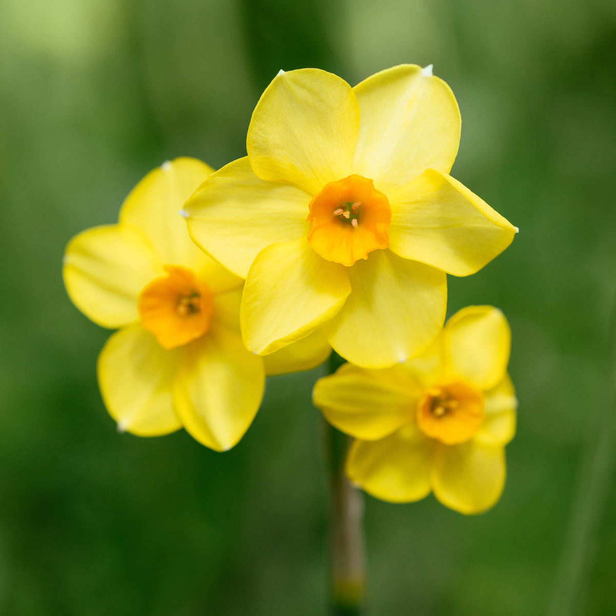 Tulipa Orange Breeze, Blushing Apeldorn, Appeldorn's Elite, Narcissus Martinette - Bulbes de printemps pour massif jaune et orange - Mélange de bulbes