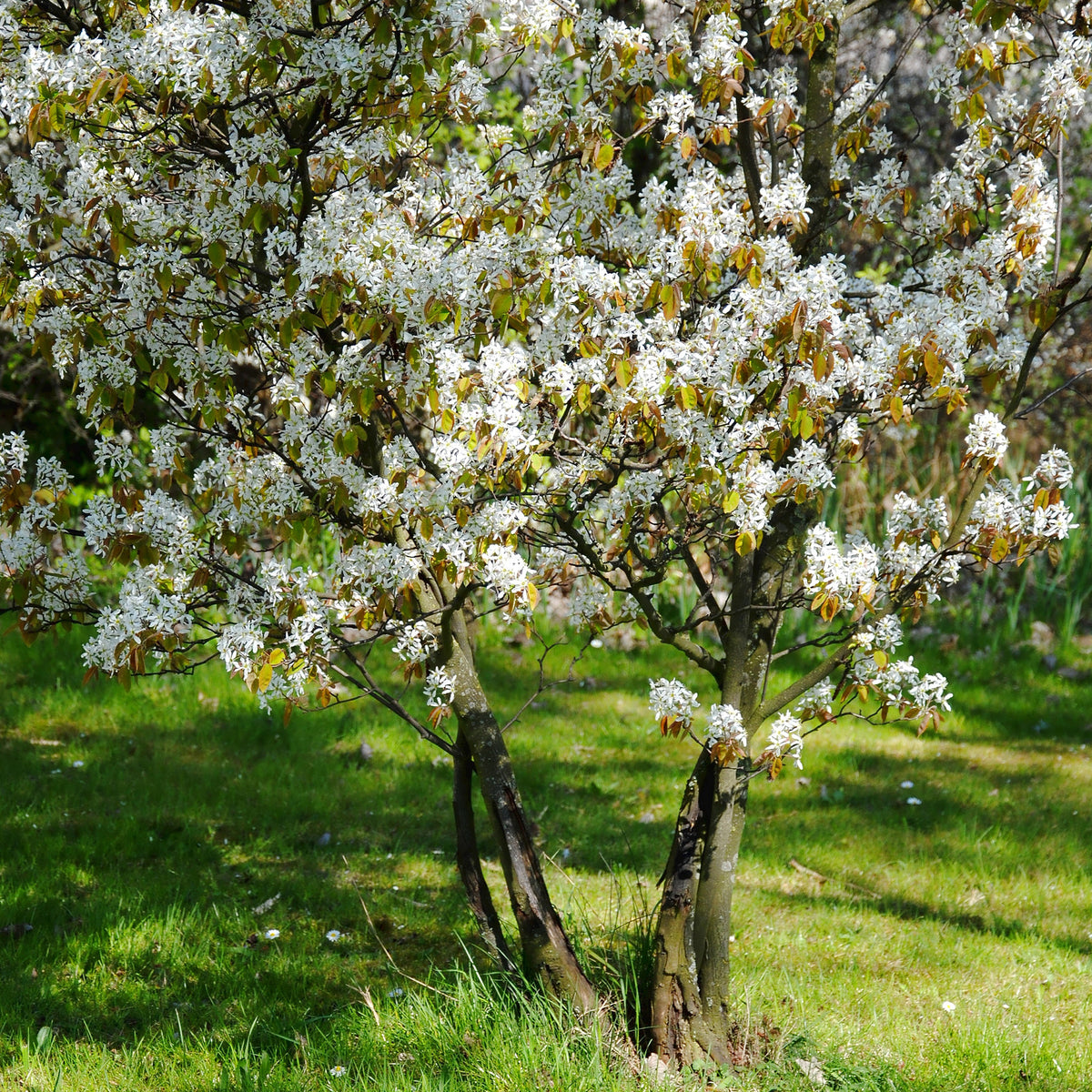 Amelanchier lamarckii - Amélanchier de Lamarck - Arbustes fleuris