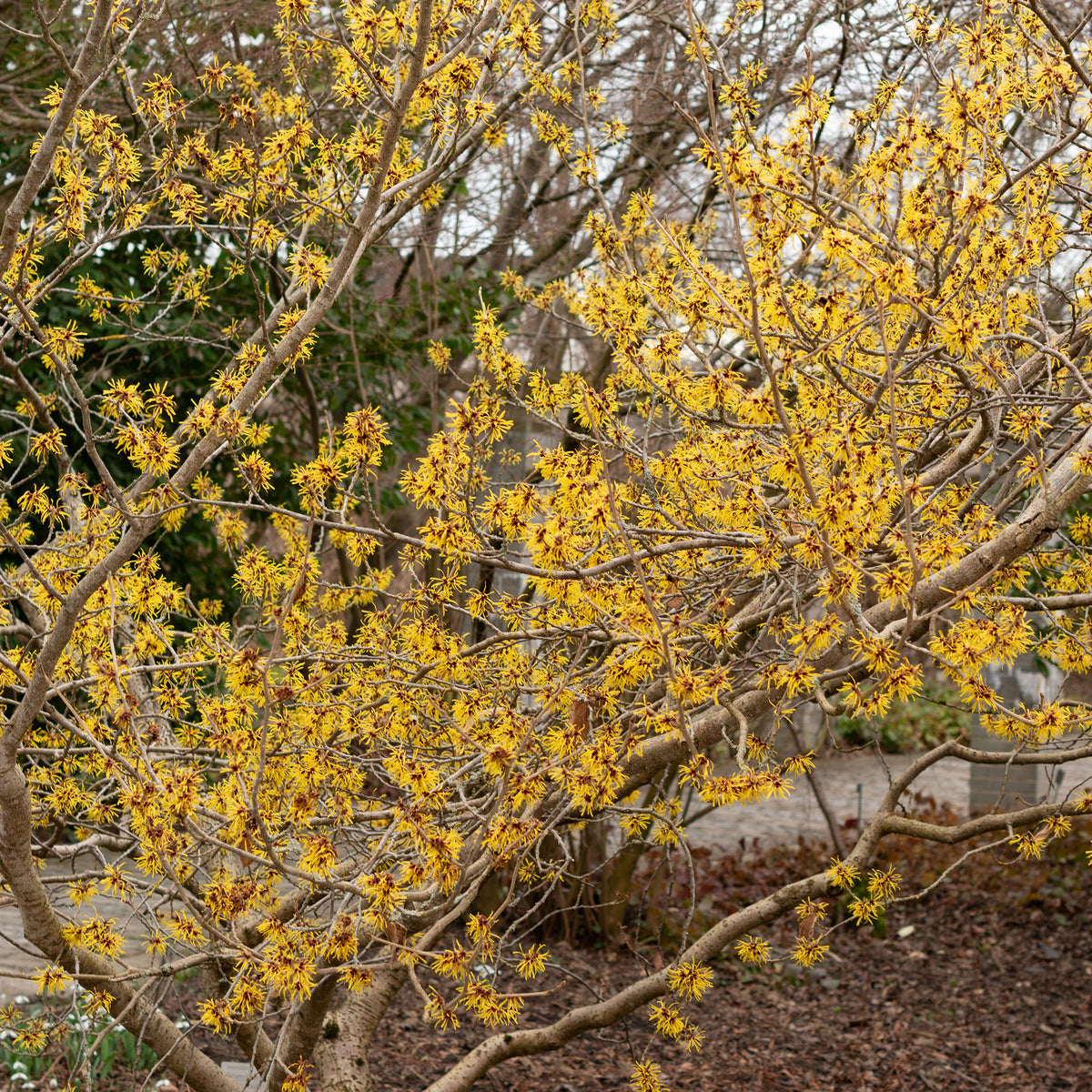 Hamamélis de Chine - Hamamelis mollis - Bakker