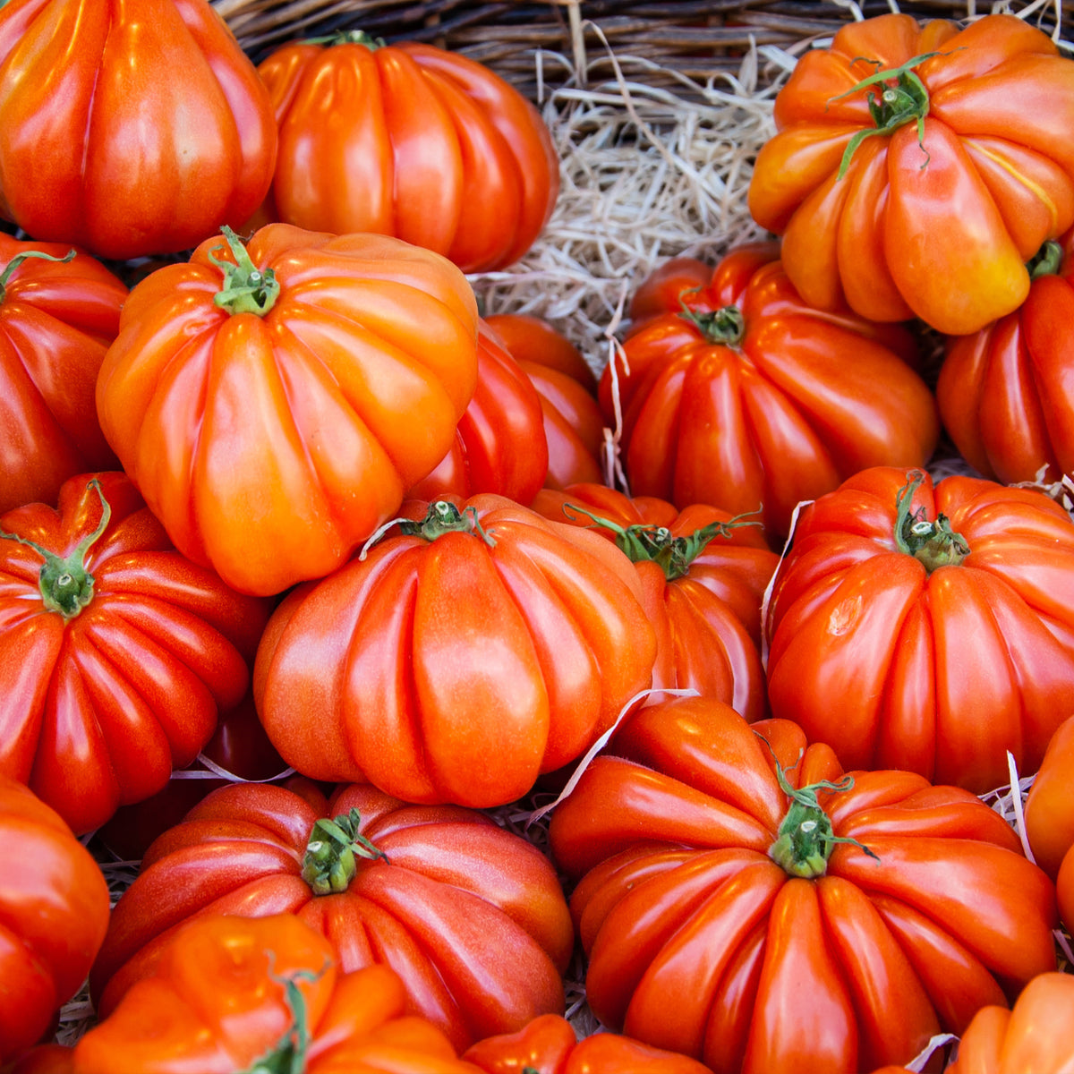 Tomate Beefsteak - Bakker