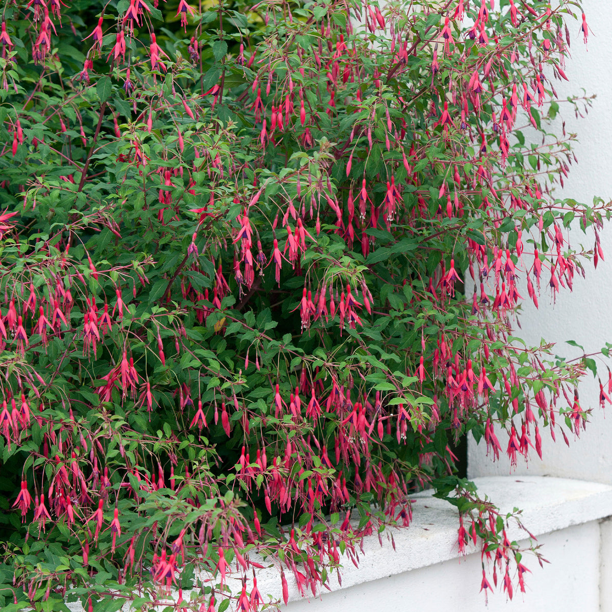 3 Fuchsias Riccartonii - Fuchsia - Bakker