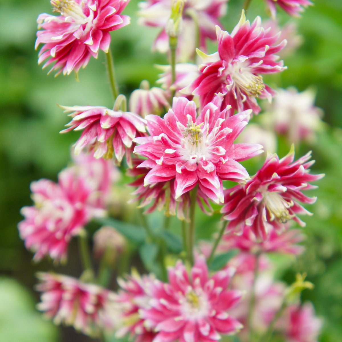 Aquilegia Nora Barlow - Ancolie Nora Barlow - Ancolie