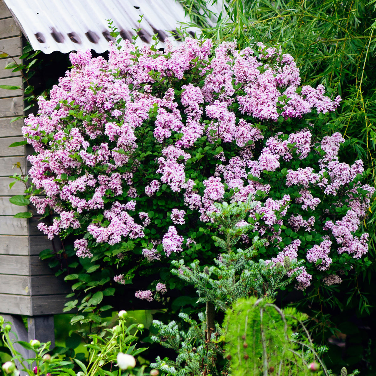 Lilas nain 'Palibin' sur tige - Syringa meyeri palibin - Bakker