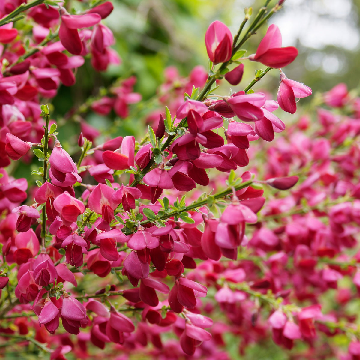 Arbustes fleuris - Haie de 3 Genêts : blanc, rouge, jaune - Cytisus praecox allgold, albus, boskoop ruby