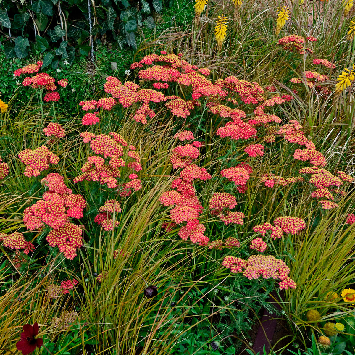 Achillea millefolium Paprika - Achillée millefeuille Paprika - Vivaces fleuries
