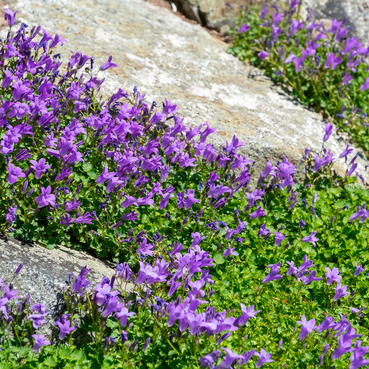 Campanule des murailles - Campanula portenschlagiana - Bakker