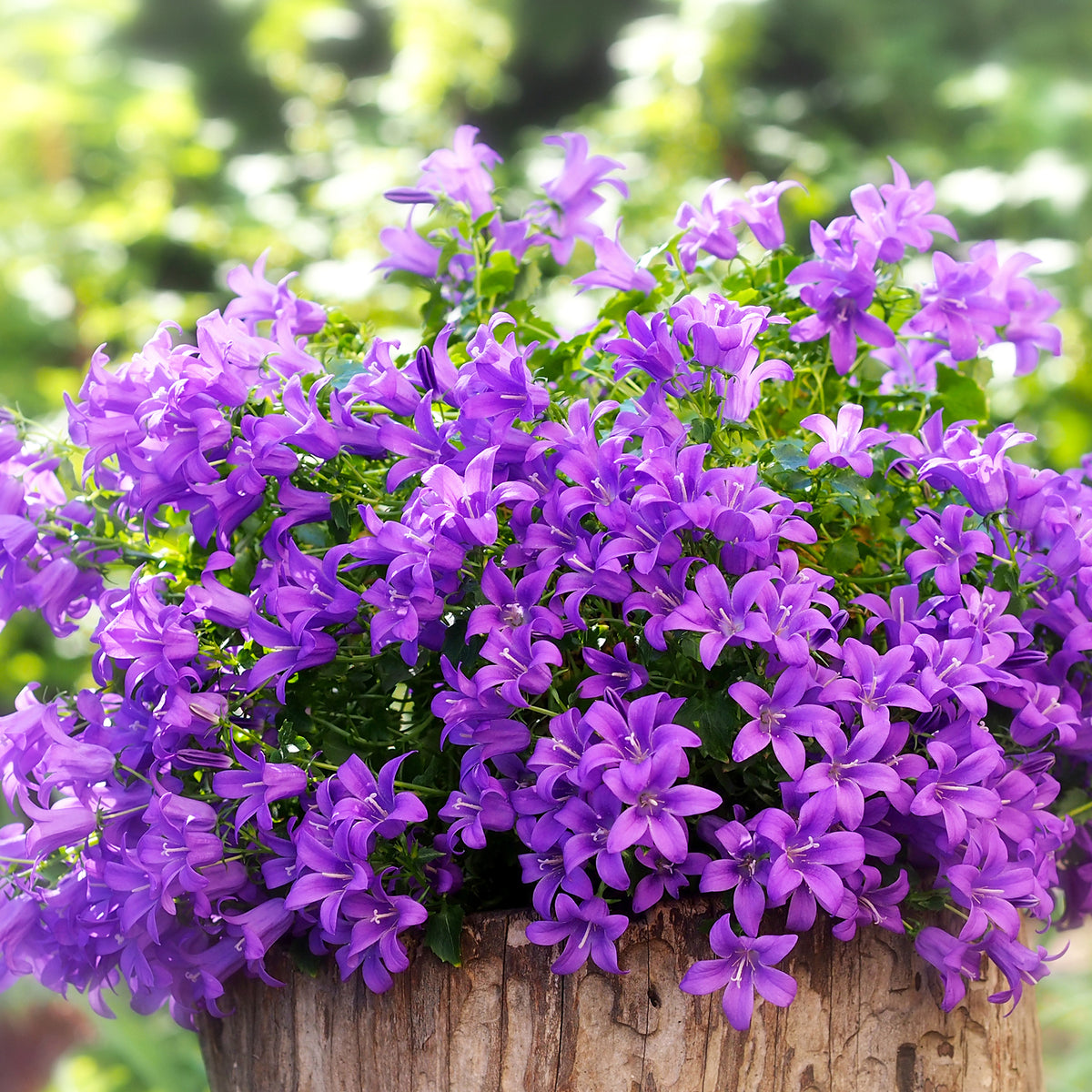 Vente Campanule des murailles - Campanula portenschlagiana