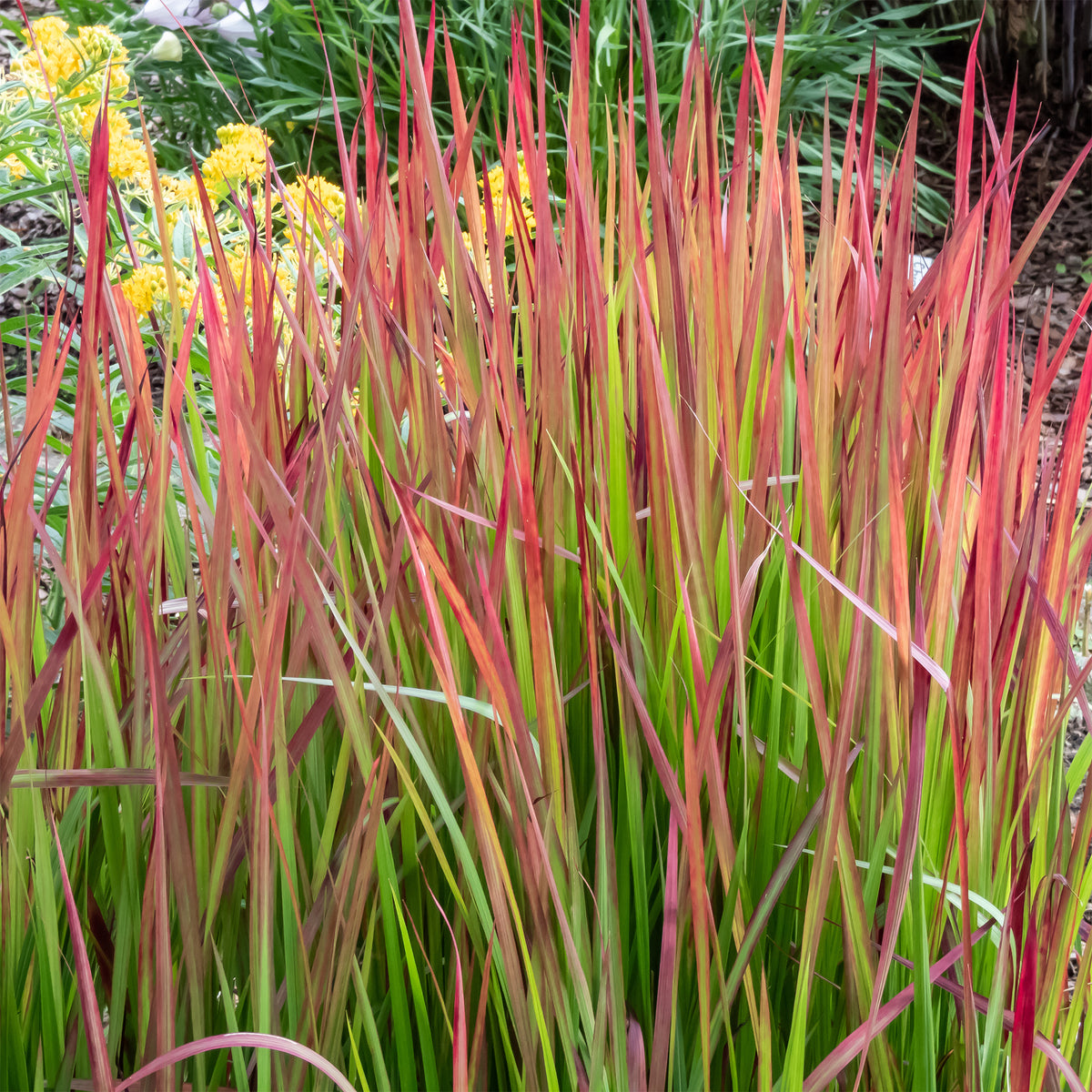 Imperatas Red Baron - Imperata cylindrica Red Baron - Bakker