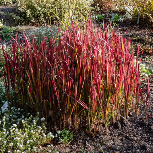 Imperatas Red Baron - Bakker