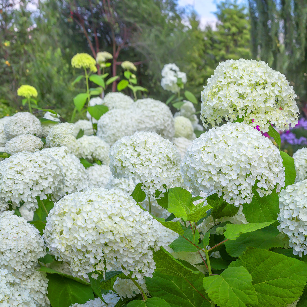 Hortensia 'Annabelle'