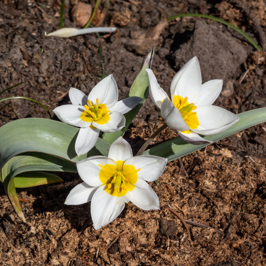 10 Tulipes botaniques Polychroma - Bakker