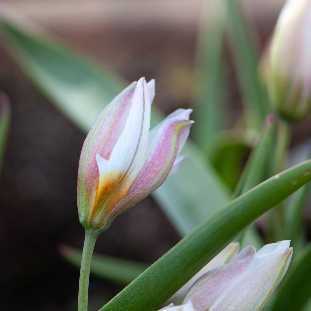 10 Tulipes botaniques Polychroma - Tulipa botanical polychroma - Bakker