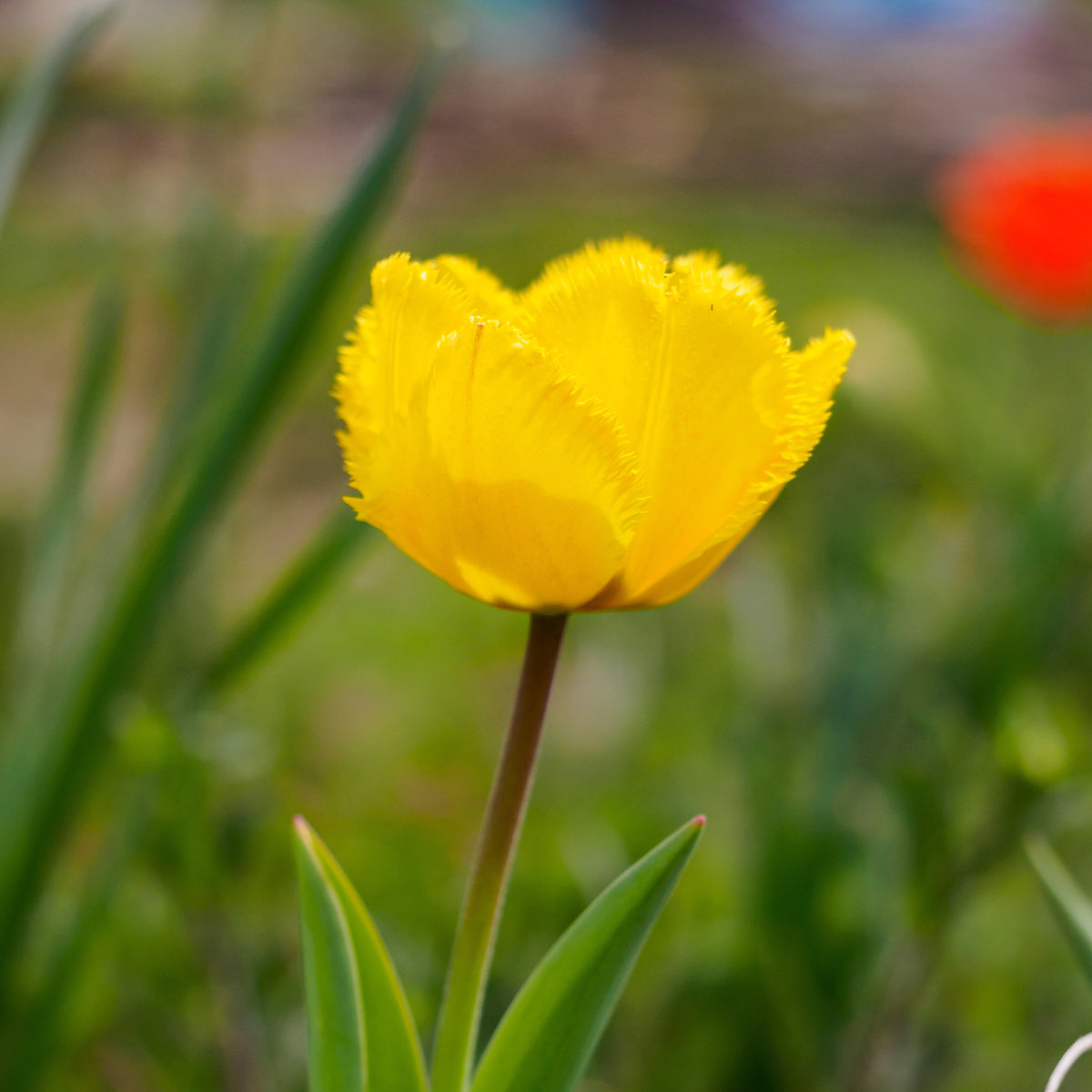 10 Tulipes Crystal Star - Bakker