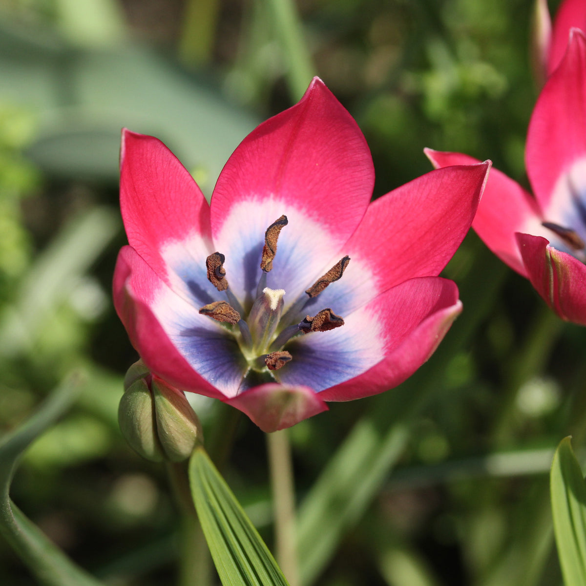 10 Tulipes botaniques Little Beauty - Bakker