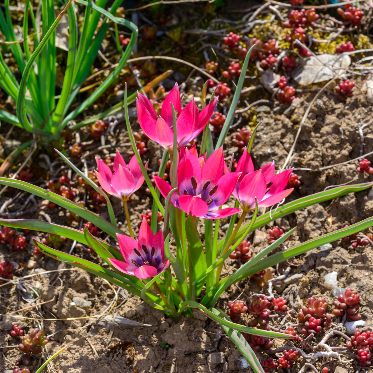 10 Tulipes botaniques Little Beauty - Tulipa botanical little beauty - Bakker