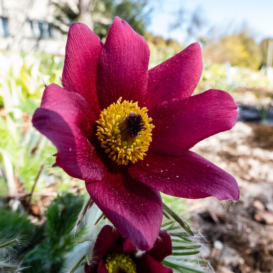 Anémone pulsatille rouge - Bakker