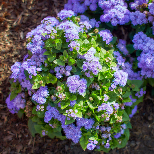 Ageratum bleu - Bakker