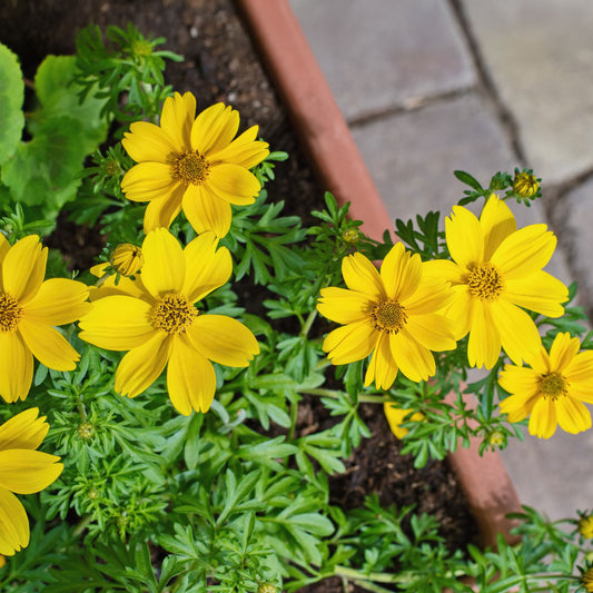 Bidens jaunes - Bakker