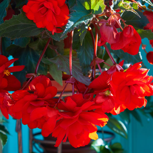 Bégonia retombant rouge - Bakker
