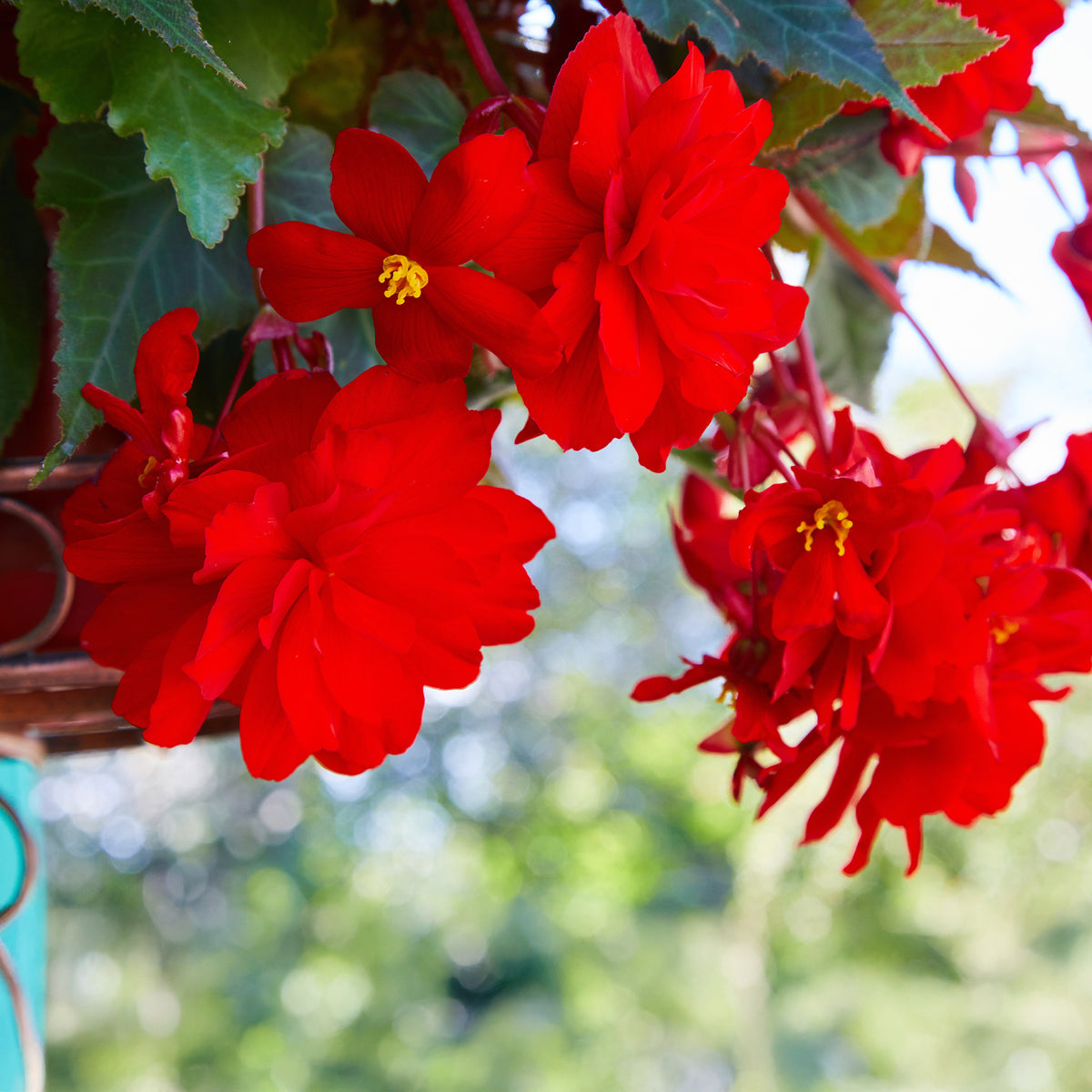 Bégonia retombant rouge - Bégonia pendula red - Bakker