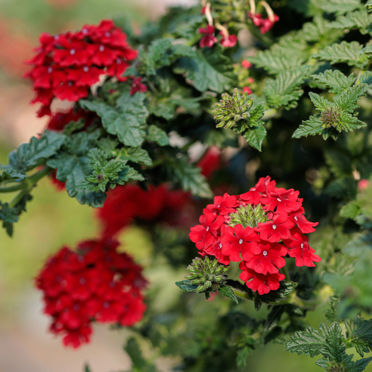 Verveine retombante rouge - Verbena red - Bakker