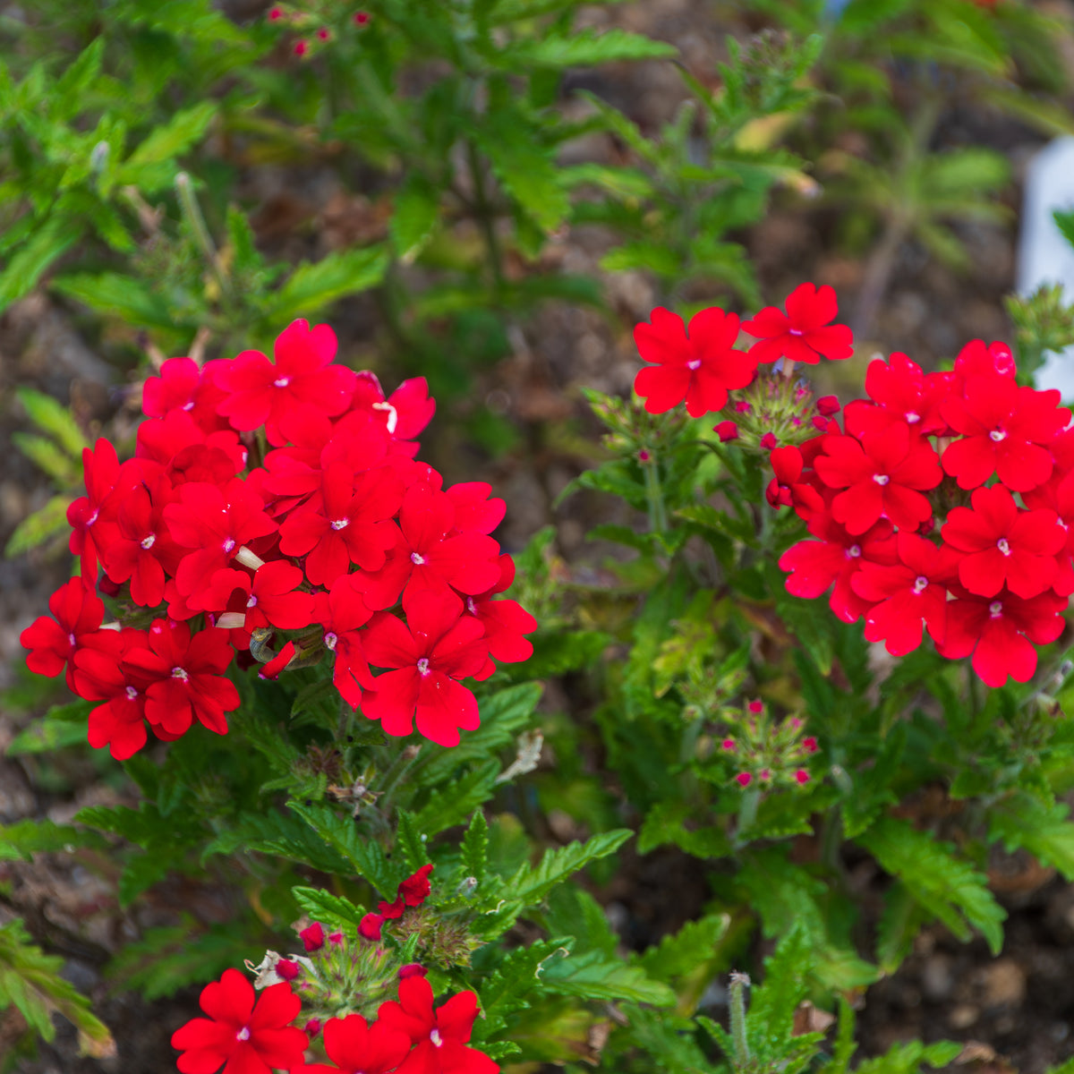 Verbena red - Verveine retombante rouge - Fleurs pour terrasses et balcons