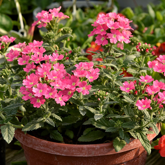 Verveine retombante rose - Bakker