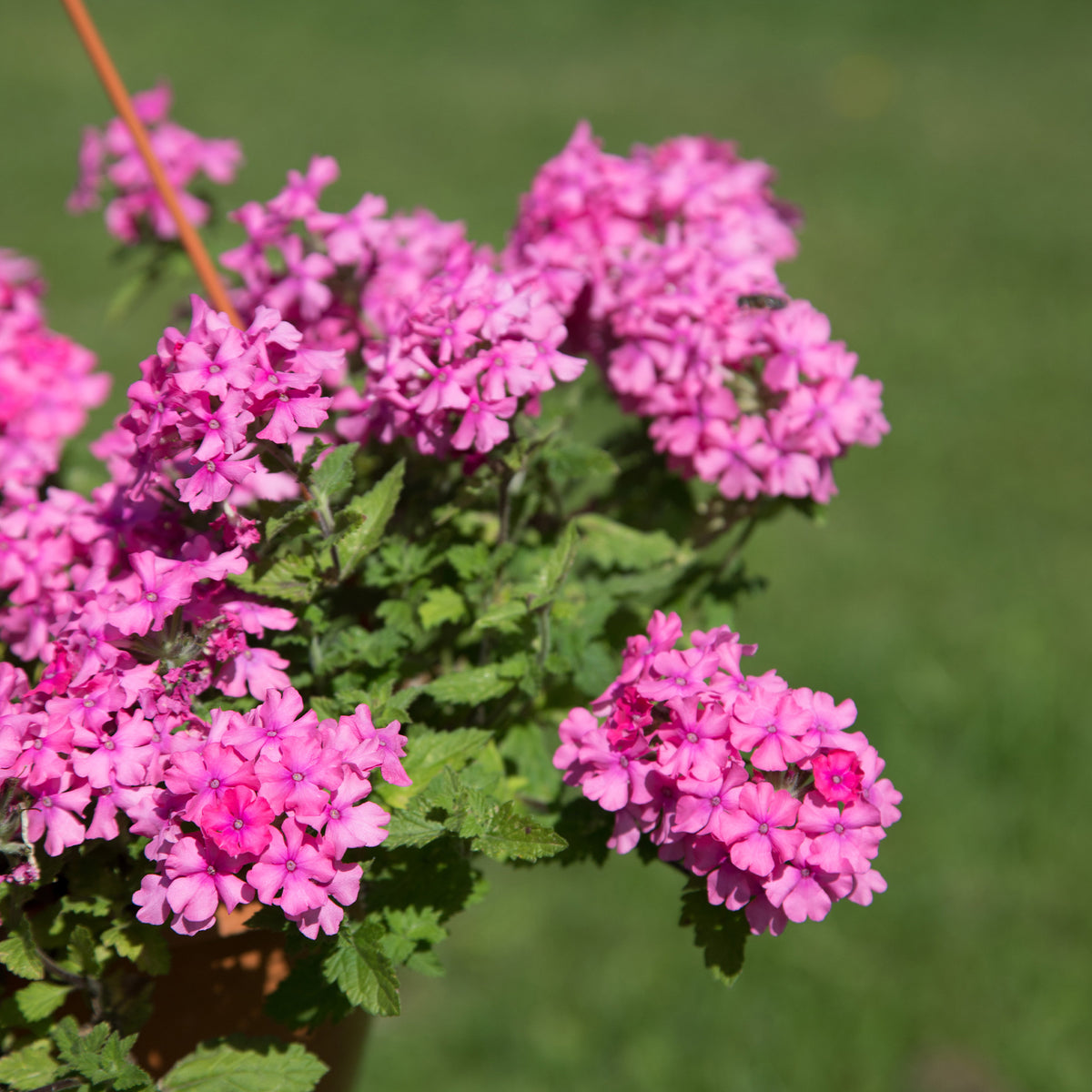 Verbena pink - Verveine retombante rose - Fleurs pour terrasses et balcons