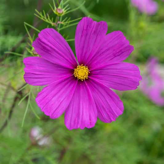 Cosmos violet - Bakker