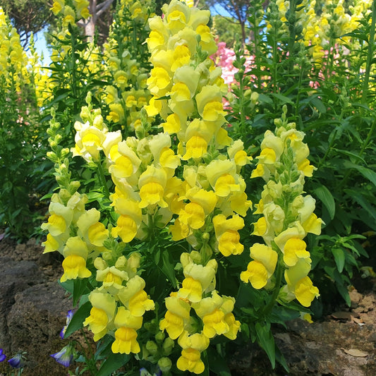 Muflier jaune - Bakker