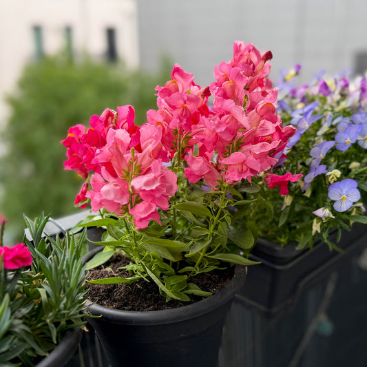 Muflier rose - Bakker