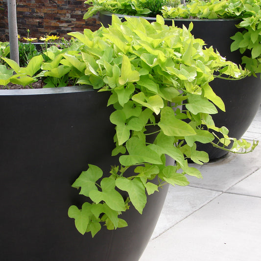 Ipomée batata verte - Bakker