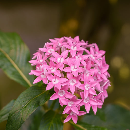 Pentas rose - Bakker