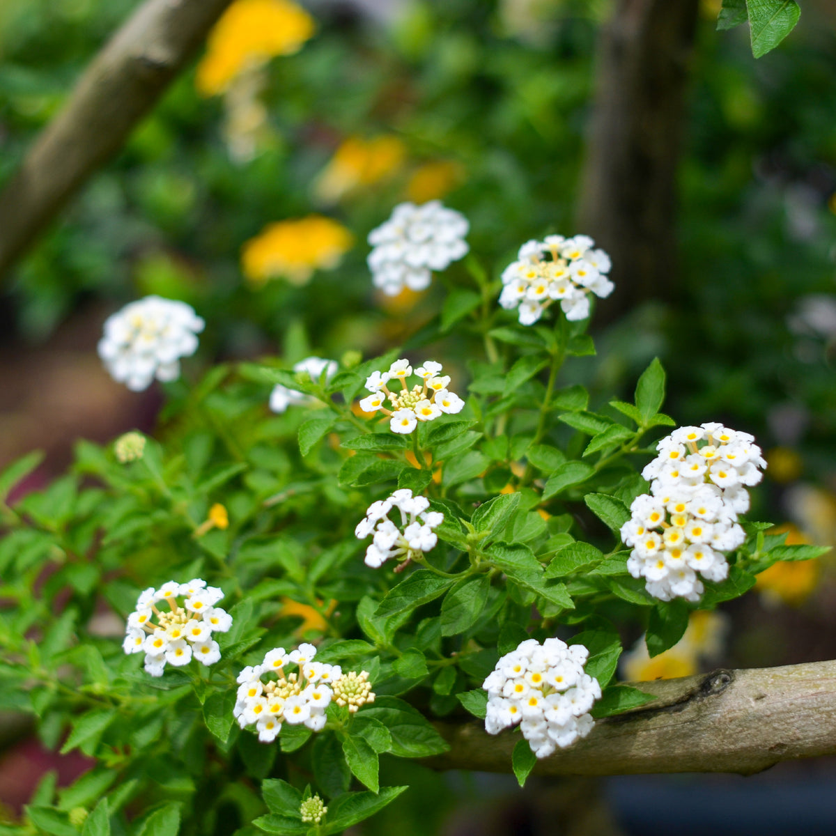 Lantana white - Lantana blanc - Fleurs pour terrasses et balcons