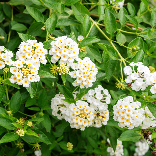 Lantana blanc - Bakker
