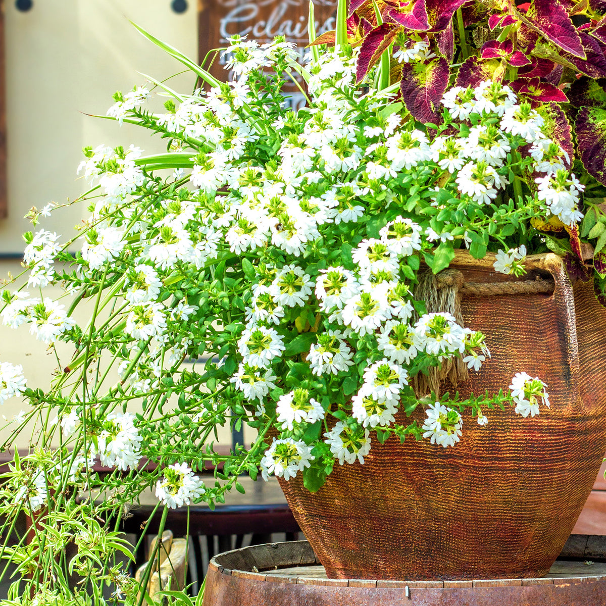 Scaevola blanc - Scaevola blanc - Bakker